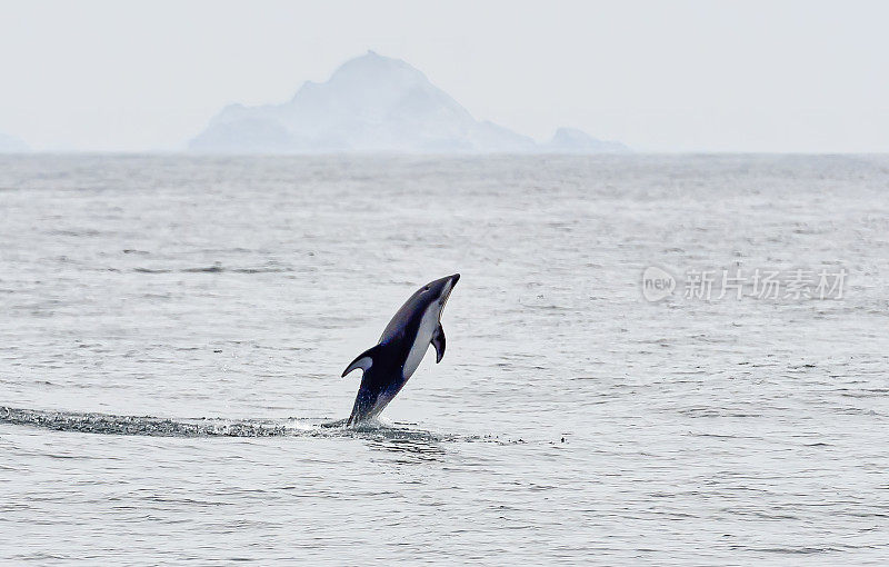 太平洋白边海豚(Lagenorhynchus obliquidens)，也被称为钩鳍海豚，是一种非常活跃的海豚，发现于北太平洋的凉爽或温带水域。靠近法拉隆群岛的太平洋